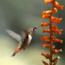 조나단 리빙스턴 시걸이 그리운 날 - Beautiful Birds Photography 이미지