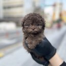 오독안심분양센터 강아지분양 고양이분양 하남점 | 강아지분양 강아지 성장 환경이 중요한 이유