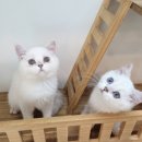 고양이전문점 허니캣 이미지