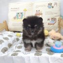 꽃강아지 이미지