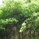 진안읍 1402 | 비바람에도 쓰러지지 않는 마이산 탑, 전라북도 진안군