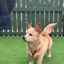 용문 애견 이미지