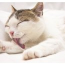 삼송사랑 동물의료센터 이미지