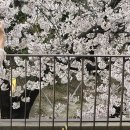 아눅앞산