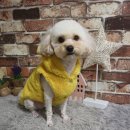 댕이픽업 이미지