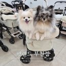 원미구 도약로 239 | 부천 펫랜드 강아지유모차 로얄테일즈 글로리아맥스 시승 후기