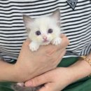 김해 강아지분양 고양이분양 도그하우스 대성점 이미지