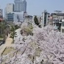 강서 낙동강30리 벚꽃축제(2025년) 이미지