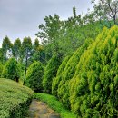 무궁화오토캠핑장 이미지