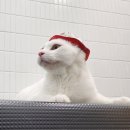 잔다냥 천안점 이미지