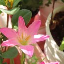 장미찻집 이미지