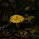 장미동산(좌) 이미지