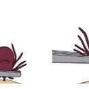 Dear My Pet 이미지