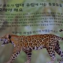 맥안경나무