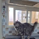 선부광장남로1L | 내돈내산 안산 튼튼방충망에서 블랙스텐 고양이방충망으로 교체했어요. 안산 방충망 후기