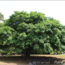 나무그늘 밑의 휴식 이미지