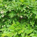 임마누엘피부과의원 이미지