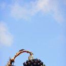 오가피나무,명자나무열매 이미지