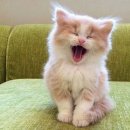 오라버니 이미지