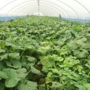 송림농장 이미지