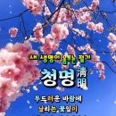 청명 날의 벚꽃 활짝 피던 날 이미지