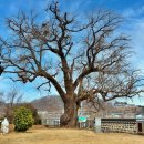 홍산객사 은행나무 이미지