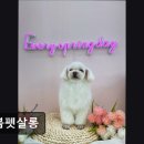 늘봄펫살롱 이미지