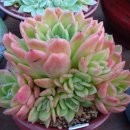 레드시크릿 이미지