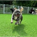 양촌애견 이미지