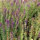 히솝 hyssop
