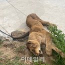 굴레목장 이미지