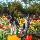 제주허브동산 이미지