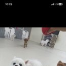 청주 애견유치원 꼬리흔들개Lucky 이미지