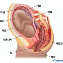 자연유산[spontaneous abortion] 이미지