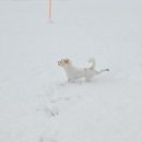 꽃길만걷개 이미지