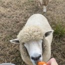 장수원목장 이미지