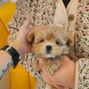 부산강아지분양 테디럽 명지본점 이미지