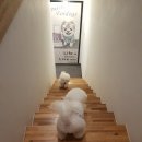 포독스2 이미지