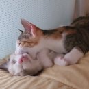 오월의 그루밍 이미지