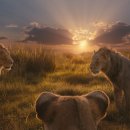 Mufasa The Lion King 이미지