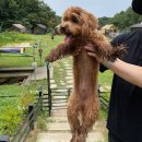 개차반캠핑장 | [충북괴산] 애견캠핑장 '개차반캠핑장' 후기