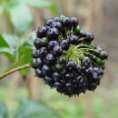 덕산농장 이미지