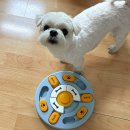 슈턴즈 | 2026 케이펫페어 다녀왔어요 🐶 지갑 털린 후기 (바다 쇼핑 대공개)