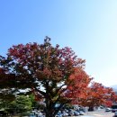 보호수광장 이미지