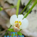 주름잎 이미지