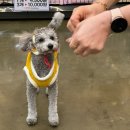 폴리파크 울산 동구점 | 강아지한복 개량한복 스누피 한복 후기/폴리파크 울산동구점