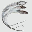 청정제주특산물