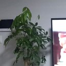 한일꽃식물원 이미지
