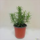 로즈마리플라워 이미지