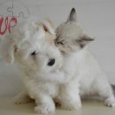 정다운동물병원 이미지